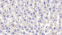 DAB staining on IHC-P; Sample: Rat Liver Tissue; Primary Ab: 20ug/ml Mouse Anti-Rat CD163 Antibody; Second Ab: 2ug/mL HRP-Linked Caprine Anti-Mouse IgG Polyclonal Antibody