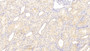 DAB staining on IHC-P; Sample: Human Kidney Tissue; Primary Ab: 30ug/ml Mouse Anti-Human C1QTNF1 Antibody Second Ab: 2ug/mL HRP-Linked Caprine Anti-Mouse IgG Polyclonal Antibody