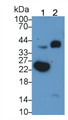Western Blot; Sample: Lane1: Human Placenta lysate; Lane2: Human Milk Primary Ab: 2ug/ml Mouse Anti-Human C1QTNF1 Antibody Second Ab: 0.2ug/mL HRP-Linked Caprine Anti-Mouse IgG Polyclonal Antibody