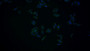 FITC staining on IF; Samples: Human HepG2 cell; Primary Ab: 20ug/ml Mouse Anti-Human ZPI Antibody Second Ab: 1.5ug/ml FITC-Linked Caprine Anti-Mouse IgG Polyclonal Antibody