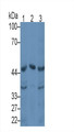 Western Blot; Sample: Lane1: Rat Liver lysate; Lane2: Rat Ovary lysate; Lane3: HepG2 cell lysate Primary Ab: 3ug/ml Mouse Anti-Human ZPI Antibody Second Ab: 0.2ug/mL HRP-Linked Caprine Anti-Mouse IgG Polyclonal Antibody