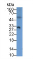 Western Blot; Sample: Porcine Heart lysate Primary Ab: 3ug/ml Mouse Anti-Human PDCD1LG2 Antibody Second Ab: 0.2ug/mL HRP-Linked Caprine Anti-Mouse IgG Polyclonal Antibody
