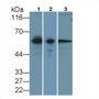 Western Blot; Sample: Lane1: Human Lung lysate; Lane2: Porcine Lymph node lysate; Lane3: HepG2 cell lysate Primary Ab: 2ug/ml Mouse Anti-Human CNN2 Antibody Second Ab: 0.2ug/mL HRP-Linked Caprine Anti-Mouse IgG Polyclonal Antibody