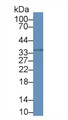 Western Blot; Sample: HepG2 cell lysate Primary Ab: 2ug/ml Mouse Anti-Human CNN2 Antibody Second Ab: 0.2ug/mL HRP-Linked Caprine Anti-Mouse IgG Polyclonal Antibody