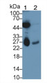 Western Blot; Sample: Lane1: Rat Serum; Lane2: Rat Colon lysate Primary Ab: 2ug/ml Mouse Anti-Mouse DTYMK Antibody Second Ab: 0.2ug/mL HRP-Linked Caprine Anti-Mouse IgG Polyclonal Antibody