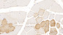 DAB staining on IHC-P; Sample: Human Skeletal muscle Tissue; Primary Ab: 10ug/ml Mouse Anti-Human TDO Antibody; Second Ab: 2ug/mL HRP-Linked Caprine Anti-Mouse IgG Polyclonal Antibody