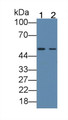 Western Blot; Sample: Lane1: 293T cell lysate; Lane2: MCF7 cell lysate Primary Ab: 2ug/ml Mouse Anti-Human BMP6 Antibody Second Ab: 0.2ug/mL HRP-Linked Caprine Anti-Mouse IgG Polyclonal Antibody