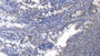 DAB staining on IHC-P; Samples: Porcine Small Intestine Tissue; Primary Ab: 20ug/ml Mouse Anti-Porcine IL6 Antibody; Second Ab: 2ug/mL HRP-Linked Caprine Anti-Mouse IgG Polyclonal Antibody