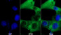 AF488 staining on IF; Sample: Hepa1-6 cell; Primary Ab: 20ug/ml Mouse Anti-Rat AGT Antibody; Second Ab: 2ug/ml AF488-Linked Caprine Anti-Mouse IgG Polyclonal Antibody