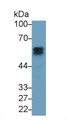 Western Blot; Sample: Rat Kidney lysate; Primary Ab: 3ug/ml Mouse Anti-Rat AGT Antibody; Second Ab: 0.2ug/mL HRP-Linked Caprine Anti-Mouse IgG Polyclonal Antibody