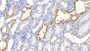 DAB staining on IHC-P; Sample: Human Kidney Tissue; Primary Ab: 20ug/ml Rabbit Anti-Human KIBRA Antibody Second Ab: 2ug/mL HRP-Linked Caprine Anti-Rabbit IgG Polyclonal Antibody