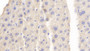 DAB staining on IHC-P; Sample: Mouse Liver Tissue; Primary Ab: 20ug/ml Rabbit Anti-Mouse PCDH18 Antibody; Second Ab: 2ug/mL HRP-Linked Caprine Anti-Rabbit IgG Polyclonal Antibody