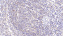 DAB staining on IHC-P; Sample: Porcine Spleen Tissue; Primary Ab: 20ug/ml Mouse Anti-Porcine IL2 Antibody Second Ab: 2ug/mL HRP-Linked Caprine Anti-Mouse IgG Polyclonal Antibody