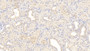 DAB staining on IHC-P; Sample: Porcine Kidney Tissue; Primary Ab: 20ug/ml Mouse Anti-Porcine OPN Antibody Second Ab: 2ug/mL HRP-Linked Caprine Anti-Mouse IgG Polyclonal Antibody