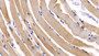 DAB staining on IHC-P; Sample: Human Skeletal muscle Tissue; Primary Ab: 30ug/ml Mouse Anti-Human OC Antibody Second Ab: 2ug/mL HRP-Linked Caprine Anti-Mouse IgG Polyclonal Antibody