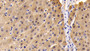 DAB staining on IHC-P; Sample: Human Liver Tissue; Primary Ab: 30ug/ml Mouse Anti-Human NRP1 Antibody; Second Ab: 2ug/mL HRP-Linked Caprine Anti-Mouse IgG Polyclonal Antibody