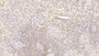 DAB staining on IHC-P; Sample: Human Spleen Tissue; Primary Ab: 20ug/ml Mouse Anti-Human IL18 Antibody Second Ab: 2ug/mL HRP-Linked Caprine Anti-Mouse IgG Polyclonal Antibody