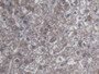 DAB staining on IHC-P; Sample: Human Liver Tissue; Primary Ab: 20ug/ml Mouse Anti-Human UCN2 Antibody Second Ab: 2ug/mL HRP-Linked Caprine Anti-Mouse IgG Polyclonal Antibody