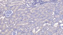 DAB staining on IHC-P; Sample: Human Kidney Tissue; Primary Ab: 10ug/ml Mouse Anti-Human SIRT3 Antibody Second Ab: 2ug/mL HRP-Linked Caprine Anti-Mouse IgG Polyclonal Antibody