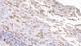 DAB staining on IHC-P; Sample: Human Placenta Tissue; Primary Ab: 10ug/ml Mouse Anti-Human CD73 Antibody Second Ab: 2ug/mL HRP-Linked Caprine Anti-Mouse IgG Polyclonal Antibody