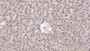 DAB staining on IHC-P; Sample: Human Liver Tissue; Primary Ab: 10ug/ml Mouse Anti-Human CD73 Antibody; Second Ab: 2ug/mL HRP-Linked Caprine Anti-Mouse IgG Polyclonal Antibody