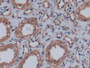 DAB staining on IHC-P; Sample: Human Kidney Tissue; Primary Ab: 10ug/ml Mouse Anti-Human VEGF165 Antibody Second Ab: 2ug/mL HRP-Linked Caprine Anti-Mouse IgG Polyclonal Antibody
