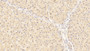DAB staining on IHC-P; Sample: Porcine Liver Tissue; Primary Ab: 30ug/ml Mouse Anti-Porcine APOA1 Antibody; Second Ab: 2ug/mL HRP-Linked Caprine Anti-Mouse IgG Polyclonal Antibody