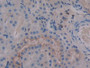 DAB staining on IHC-P; Sample: Mouse Kidney Tissue; Primary Ab: 30ug/ml Mouse Anti-Mouse b2M Antibody Second Ab: 2ug/mL HRP-Linked Caprine Anti-Mouse IgG Polyclonal Antibody