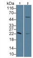 Western Blot Sample: Lane1: Human Serum; Lane2: Porcine Liver lysate Primary Ab: 1ug/ml Mouse Anti-Human RBP4 Antibody Second Ab: 0.2ug/mL HRP-Linked Caprine Anti-Mouse IgG Polyclonal Antibody