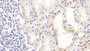 DAB staining on IHC-P; Sample: Porcine Kidney Tissue; Primary Ab: 30ug/ml Mouse Anti-Human Arg Antibody; Second Ab: 2ug/mL HRP-Linked Caprine Anti-Mouse IgG Polyclonal Antibody