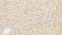 DAB staining on IHC-P; Sample: Porcine Liver Tissue; Primary Ab: 30ug/ml Mouse Anti-Human Arg Antibody; Second Ab: 2ug/mL HRP-Linked Caprine Anti-Mouse IgG Polyclonal Antibody