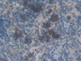 DAB staining on IHC-P; Sample: Rat Spleen Tissue; Primary Ab: 30ug/ml Mouse Anti-Rat CTGF Antibody; Second Ab: 2ug/mL HRP-Linked Caprine Anti-Mouse IgG Polyclonal Antibody