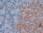 DAB staining on IHC-P; Sample: Rat Pancreas Tissue; Primary Ab: 30ug/ml Mouse Anti-Rat CTGF Antibody; Second Ab: 2ug/mL HRP-Linked Caprine Anti-Mouse IgG Polyclonal Antibody