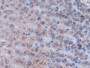 DAB staining on IHC-P; Sample: Rat Adrenal gland Tissue; Primary Ab: 20ug/ml Mouse Anti-Rat INHbA Antibody Second Ab: 2ug/mL HRP-Linked Caprine Anti-Mouse IgG Polyclonal Antibody