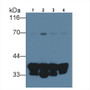 Western Blot; Sample: Lane1: Human Lung lysate; Lane2: K562 cell lysate; Lane3: Hela cell lysate; Lane4: HepG2 cell lysate; Primary Ab: 3ug/ml Mouse Anti-Rat ANXA1 Antibody Second Ab: 0.2ug/mL HRP-Linked Caprine Anti-Mouse IgG Polyclonal Antibody