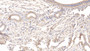 DAB staining on IHC-P; Sample: Rat Oviduct Tissue; Primary Ab: 10ug/ml Mouse Anti-Rat TFPI Antibody Second Ab: 2ug/mL HRP-Linked Caprine Anti-Mouse IgG Polyclonal Antibody