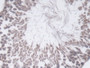DAB staining on IHC-P; Samples: Rat Testis Tissue; Primary Ab: 20ug/ml Mouse Anti-Rat TGFb1 Antibody Second Ab: 2ug/mL HRP-Linked Caprine Anti-Mouse IgG Polyclonal Antibody