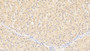DAB staining on IHC-P; Sample: Human Liver Tissue; Primary Ab: 20ug/ml Mouse Anti-Human INHbB Antibody; Second Ab: 2ug/mL HRP-Linked Caprine Anti-Mouse IgG Polyclonal Antibody