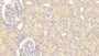 DAB staining on IHC-P; Sample: Human Kidney Tissue; Primary Ab: 20ug/ml Mouse Anti-Human INHbB Antibody; Second Ab: 2ug/mL HRP-Linked Caprine Anti-Mouse IgG Polyclonal Antibody