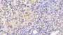 DAB staining on IHC-P; Sample: Rat Ovary Tissue; Primary Ab: 30ug/ml Mouse Anti-Rat TGFb1 Antibody; Second Ab: 2ug/mL HRP-Linked Caprine Anti-Mouse IgG Polyclonal Antibody