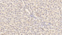 DAB staining on IHC-P; Sample: Rat Liver Tissue; Primary Ab: 30ug/ml Mouse Anti-Rat TGFb1 Antibody; Second Ab: 2ug/mL HRP-Linked Caprine Anti-Mouse IgG Polyclonal Antibody