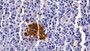 DAB staining on IHC-P; Sample: Porcine Pancreas Tissue; Primary Ab: 20ug/ml Mouse Anti-Porcine CLU Antibody; Second Ab: 2ug/mL HRP-Linked Caprine Anti-Mouse IgG Polyclonal Antibody