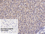 DAB staining on IHC-P; Sample: Porcine Liver Tissue; Primary Ab: 20ug/ml Mouse Anti-Porcine CLU Antibody; Control: Used PBS instead of primary antibody; Second Ab: 2ug/ml HRP-Linked Caprine Anti-Mouse IgG Polyclonal Antibody