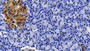 DAB staining on IHC-P; Sample: Porcine Pancreas Tissue; Primary Ab: 20ug/ml Mouse Anti-Porcine CLU Antibody Second Ab: 2ug/mL HRP-Linked Caprine Anti-Mouse IgG Polyclonal Antibody