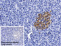 DAB staining on IHC-P; Sample: Porcine Pancreas Tissue; Primary Ab: 20ug/ml Mouse Anti-Porcine CLU Antibody; Control: Used PBS instead of primary antibody; Second Ab: 2ug/ml HRP-Linked Caprine Anti-Mouse IgG Polyclonal Antibody