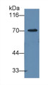 Western Blot; Sample: Human Serum Primary Ab: 2ug/ml Mouse Anti-Human a1BG Antibody Second Ab: 0.2ug/mL HRP-Linked Rabbit Anti-Mouse IgG Polyclonal Antibody