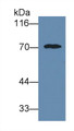 Western Blot; Sample: Human Serum Primary Ab: 2ug/ml Mouse Anti-Human a1BG Antibody Second Ab: 0.2ug/mL HRP-Linked Rabbit Anti-Mouse IgG Polyclonal Antibody