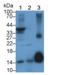 Western Blot; Sample: Lane1: Porcine Heart lysate; Lane2: Rat Testis lysate; Lane3: Gallus Adipose lysate Primary Ab: 2ug/ml Mouse Anti-Human FABP4 Antibody Second Ab: 0.2ug/mL HRP-Linked Caprine Anti-Mouse IgG Polyclonal Antibody