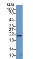 Western Blot; Sample: Porcine Cerebrum lysate; Primary Ab: 2ug/ml Mouse Anti-Human FGF13 Antibody Second Ab: 0.2ug/mL HRP-Linked Caprine Anti-Mouse IgG Polyclonal Antibody