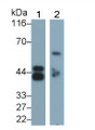 Western Blot; Sample: Lane1: Human Urine; Lane2: Porcine Stomach lysate; Primary Ab: 0.2ug/ml Mouse Anti-Human PGA Antibody; Second Ab: 0.2ug/mL HRP-Linked Caprine Anti-Mouse IgG Polyclonal Antibody